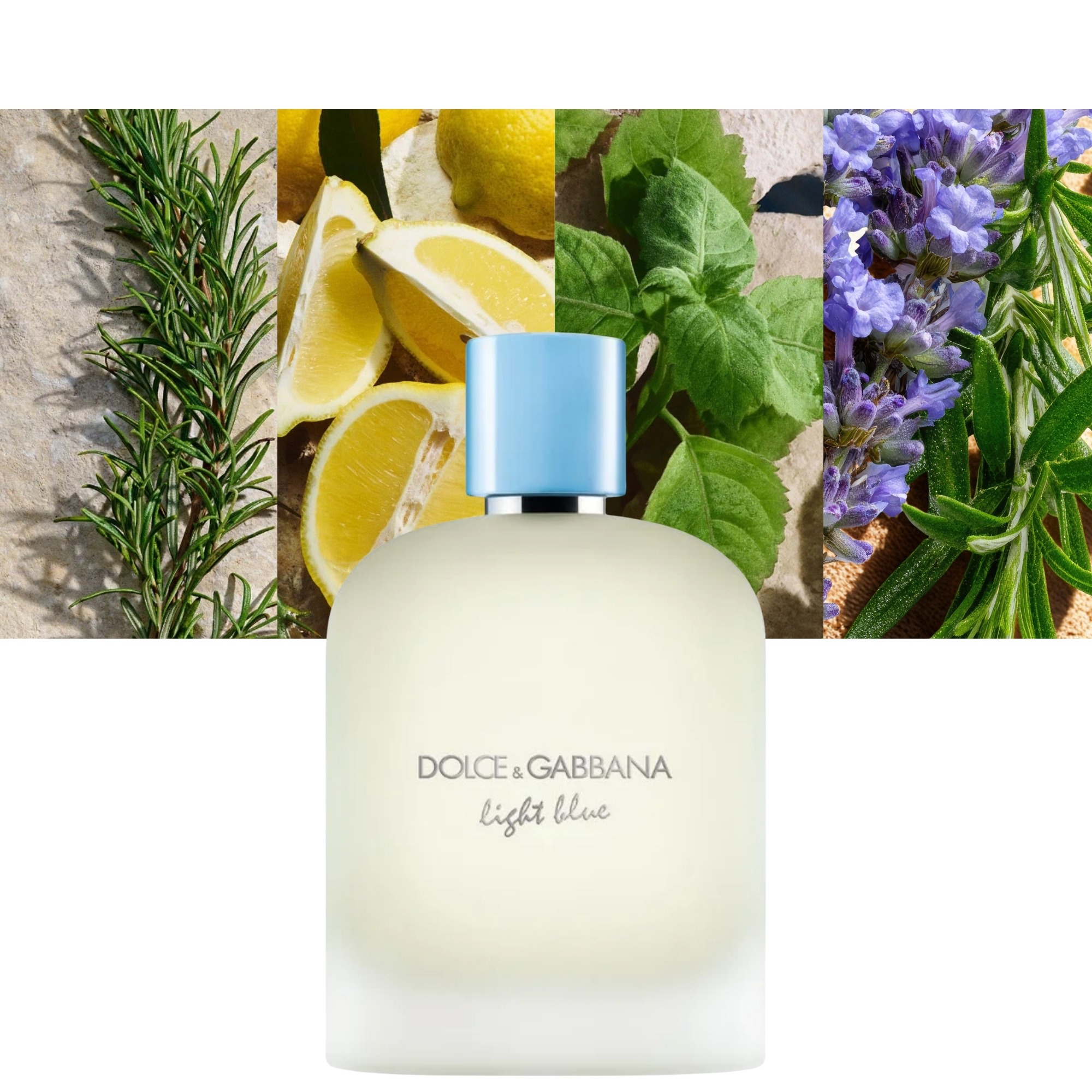 Dolce &amp; Gabbana Light Blue Pour Homme New Packing