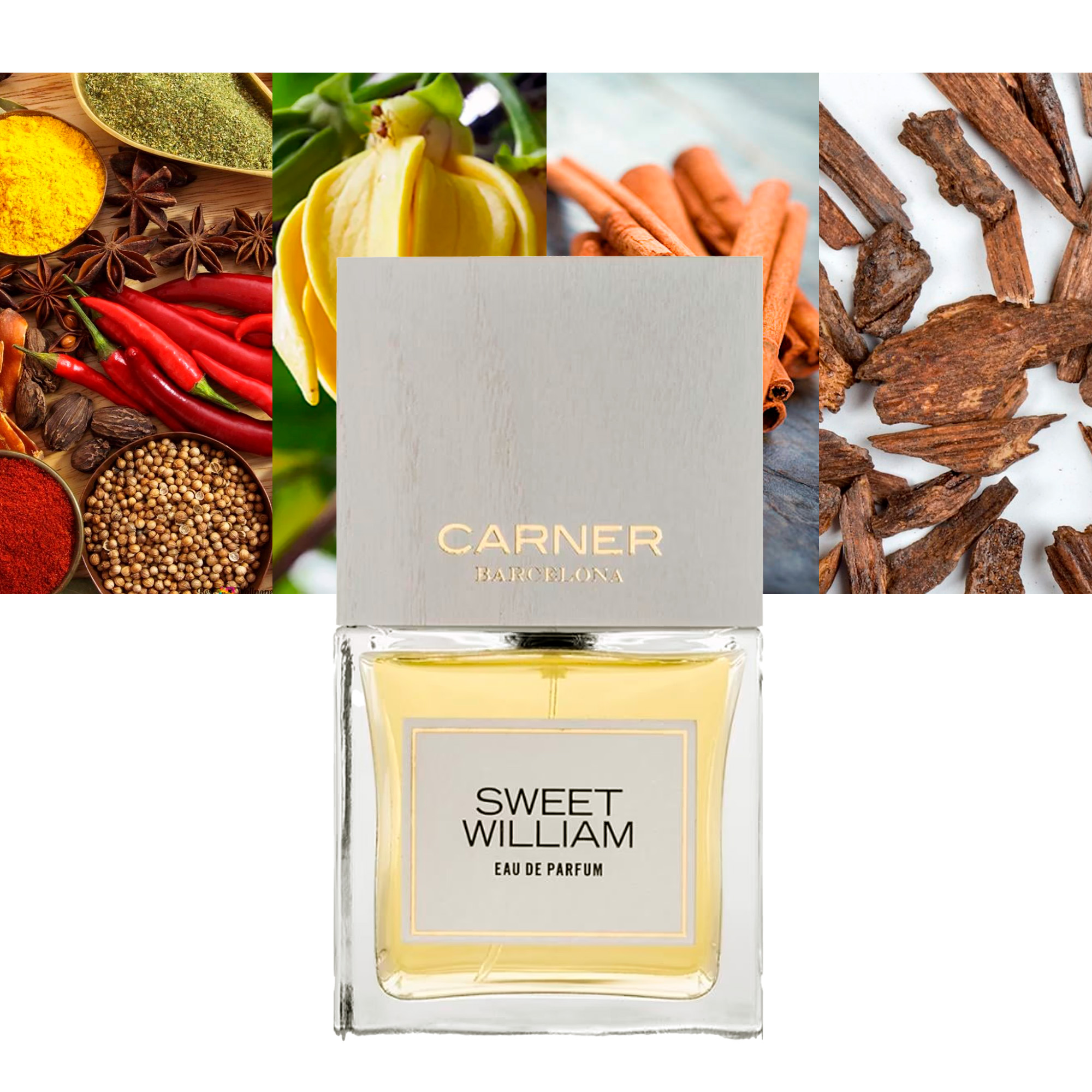 Carner Barcelona Sweet William