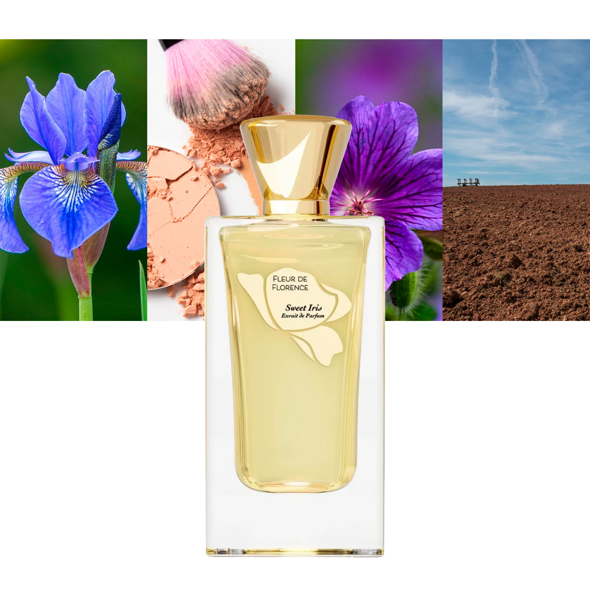 Fleur de Florence Sweet Iris