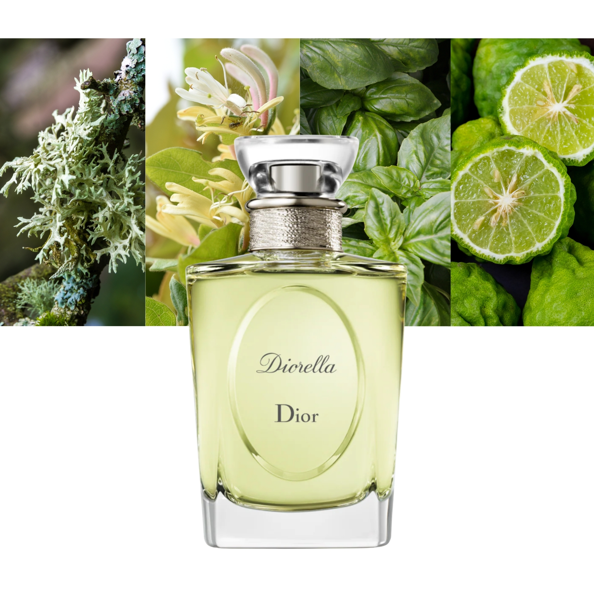 Diorella - Main Image