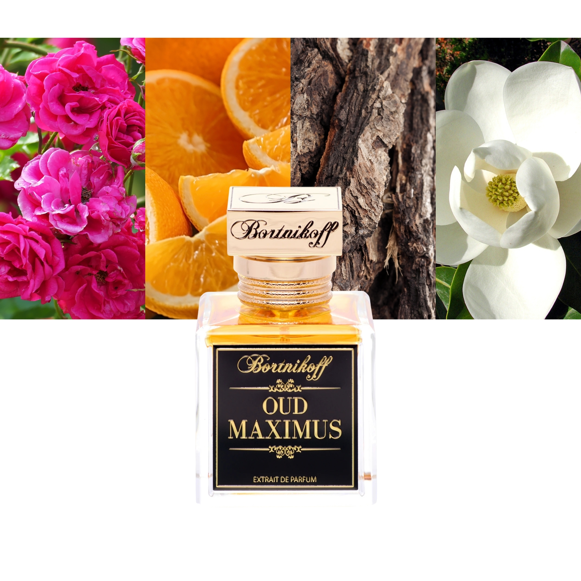 Bortnikoff Oud Maximus