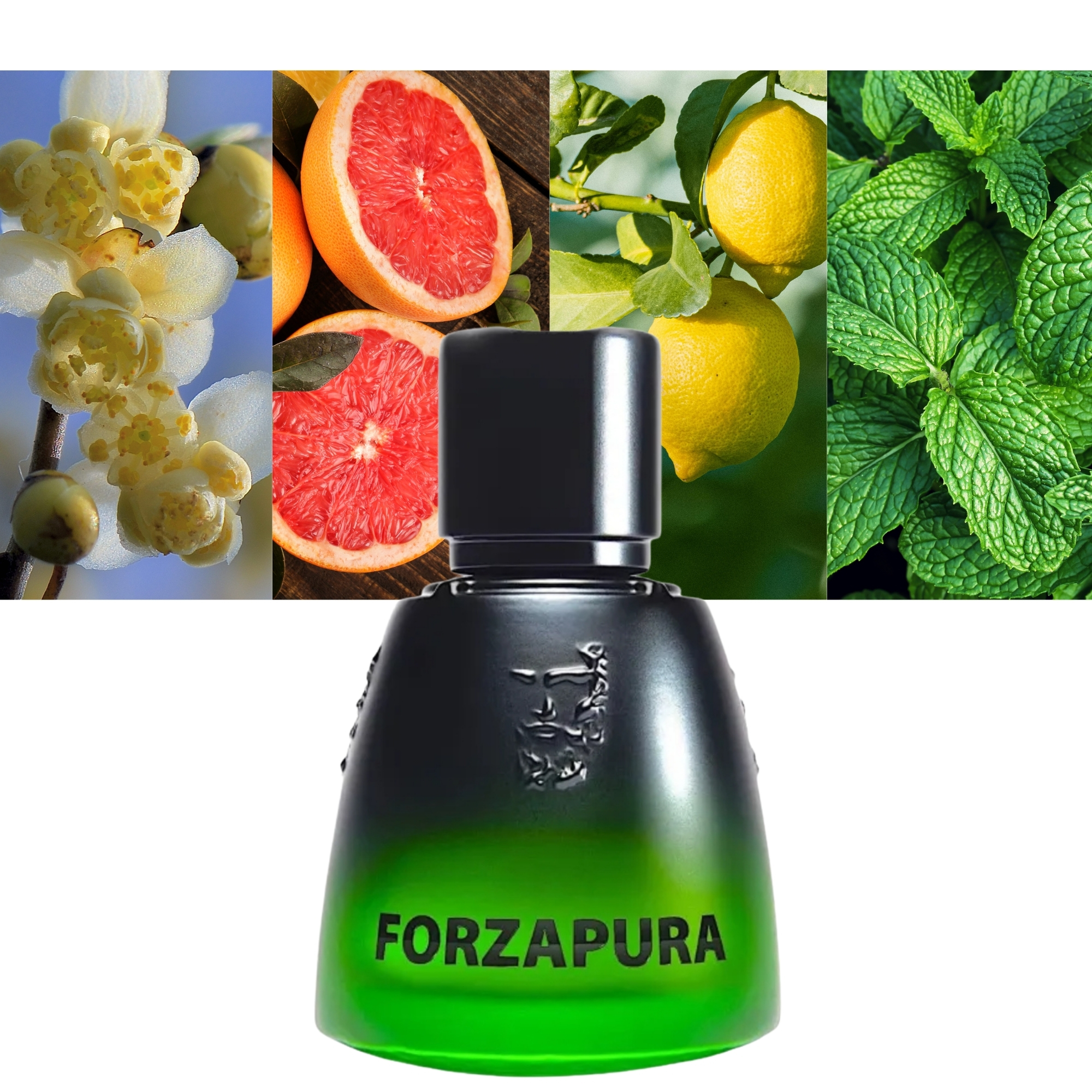 Agatho Parfum Forzapura