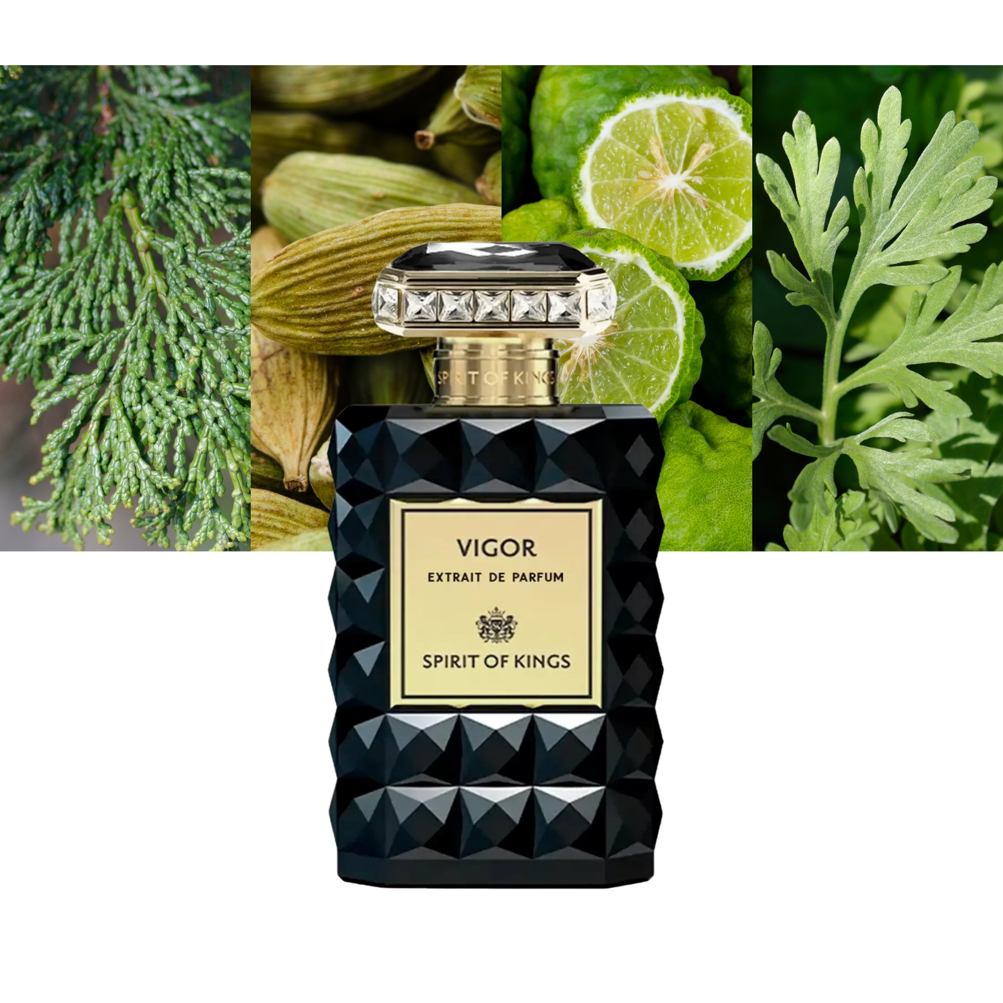 Spirit Of Kings Vigor